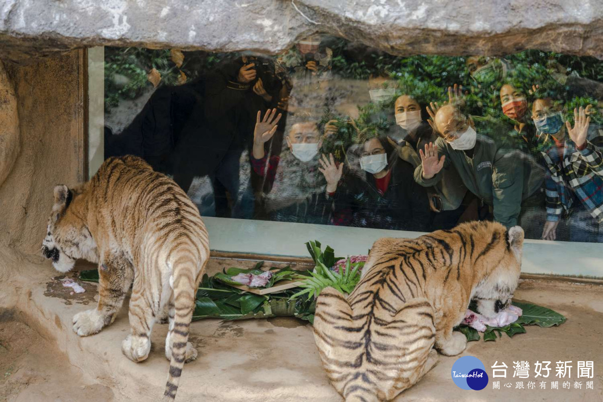 蔡英文慰問新竹動物園員工陪伴老虎兄弟大嗑肉盆年菜 Beanfun