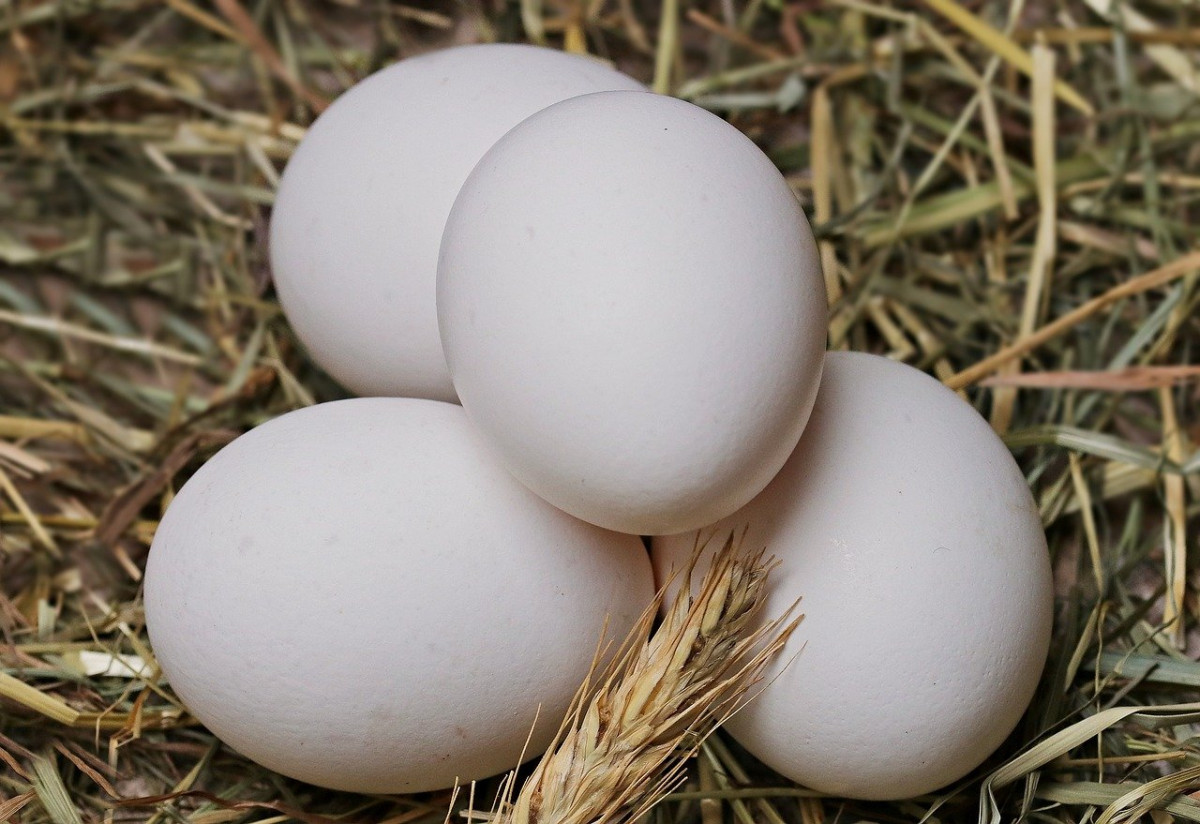 雞蛋（圖／資料照片，圖源：Pixabay）