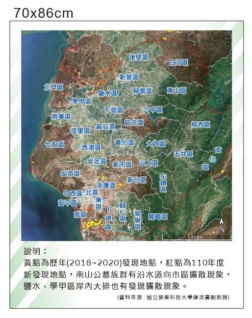 外來種綠鬣蜥危害農作物及土堤，成移除對象，民眾發現可通報農業局捕捉。(台南市政府農業局提供)