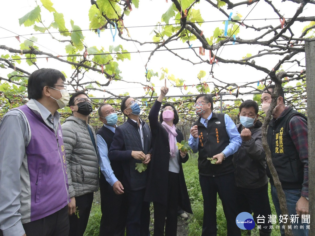 寒流春雨造成農害　王惠美現勘葡萄受損情形 台灣好新聞 第2張