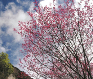 霧台櫻花-盧森 （圖／屏東縣政府提供）