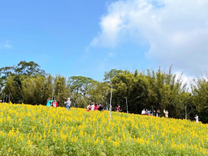 龍潭魯冰花海綻放，228連假把握最佳賞花時機