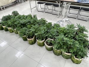 楊梅警分局查獲大麻栽種工廠