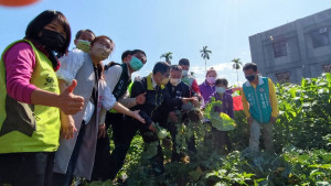 友善高齡族群、永續綠色照顧，白河草店社區「草地不老店工坊」今揭牌，台南市長黃偉哲體驗採收蔬菜。(莊曜聰攝)