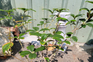 小桂花盛開。