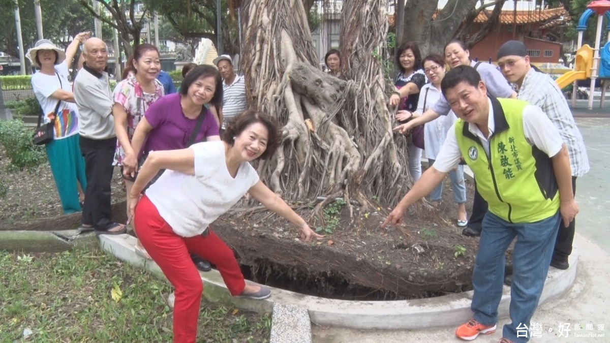 三重信義公園樹倒驚現營建廢棄物　民代質疑施工草率