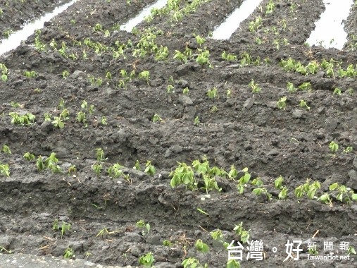 台中市海線契作大豆農業災損嚴重。