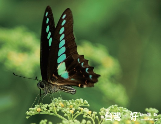 隨著環境遭受污染，不再隨處可見飛舞的蝴蝶。（圖／綠色講堂生態科技提供）