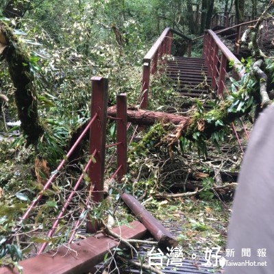  圖:新竹林區管理處因拉拉山巨木群的步道和林道等受損，決定辦理復建。(林務局提供攝)