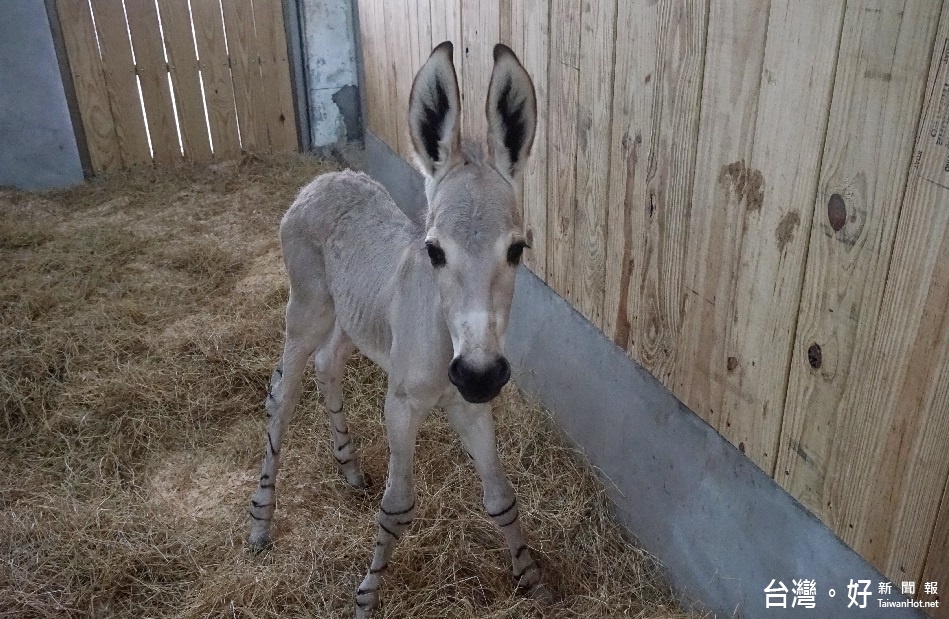 原棲地不到600頭，非洲野驢誕生了（圖／台北市立動物園）