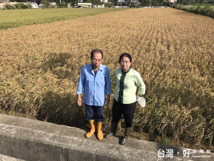 立法委員陳賴素美針對梅姬颱風造成稻米空包彈等遲發性農損情形，進行實地瞭解。