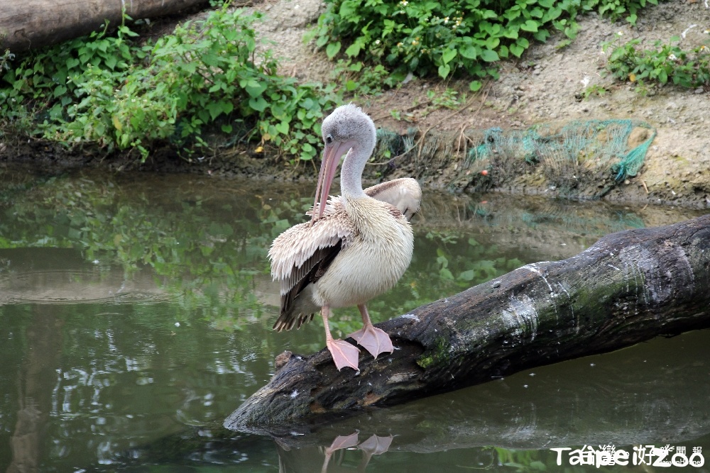 （圖／台北市立動物園）