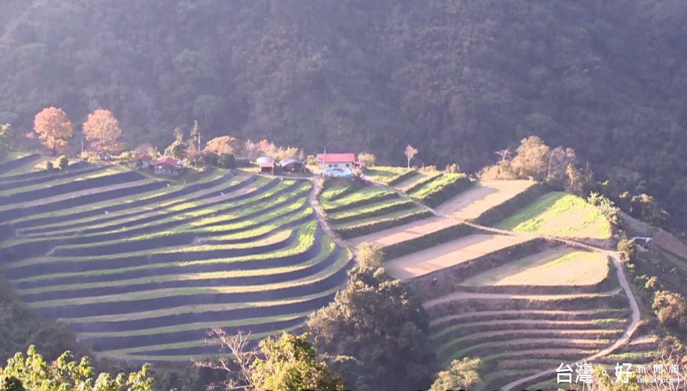 郭茂楠夫妻所經營的有機茶園，位在南投霧社海拔1400多公尺的合歡山系上。（圖／綠色講堂生態科技提供）