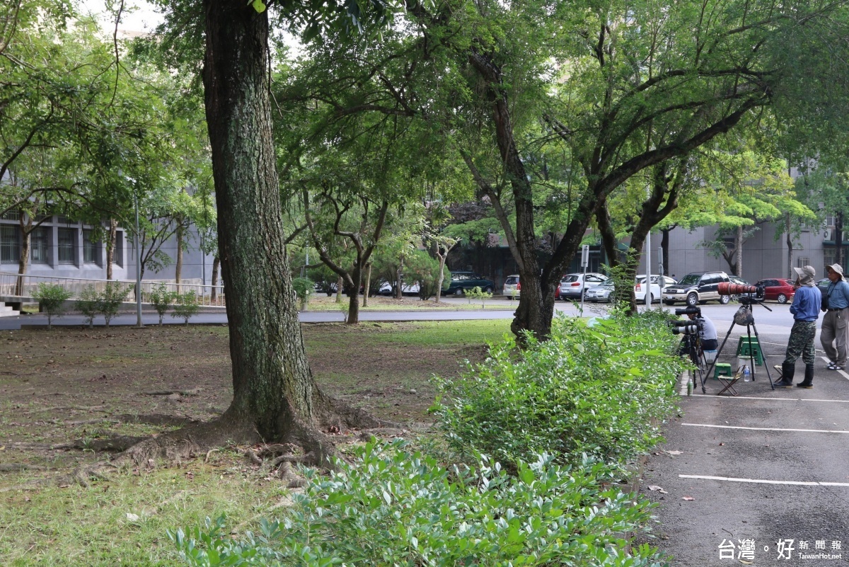 圖2:賞鳥人士守候山鶺鴒出現的嘉大校園