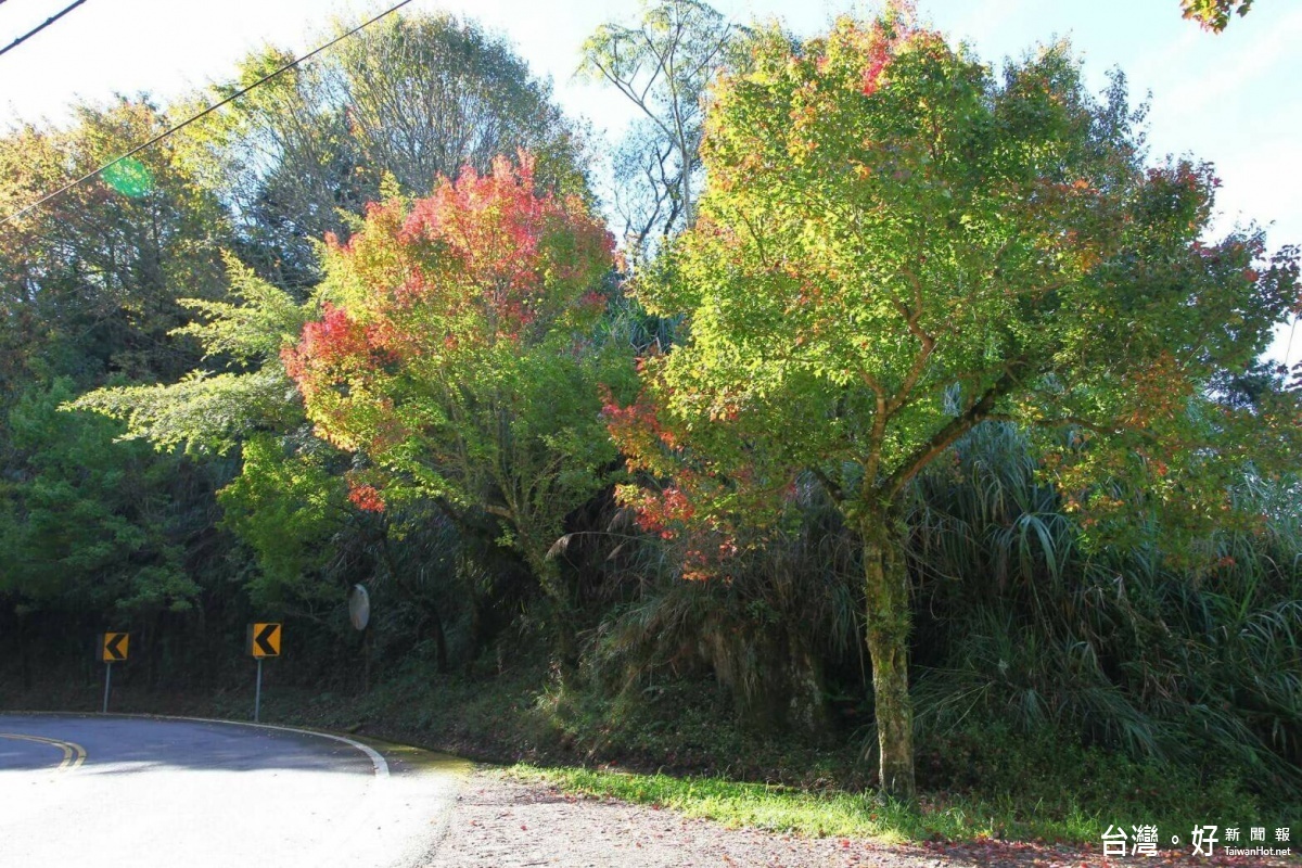 青楓、紅榨槭換上美妝　阿里山遊樂區賞楓是時候