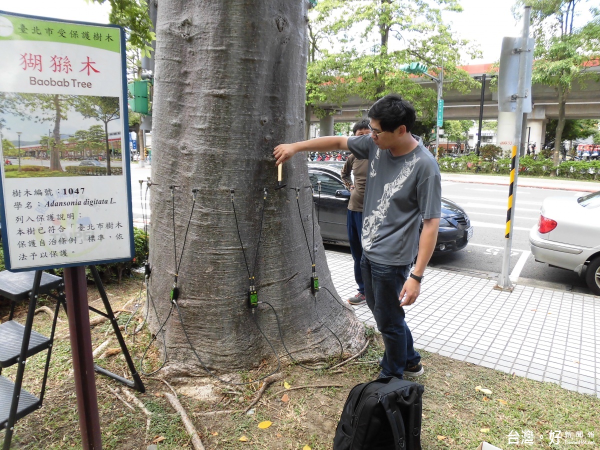 「繩套」上樹　樹藝師幫樹木看病