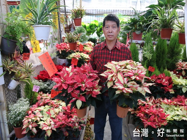 萌系聖誕紅超夯　「粉紅公主」深受女性喜愛