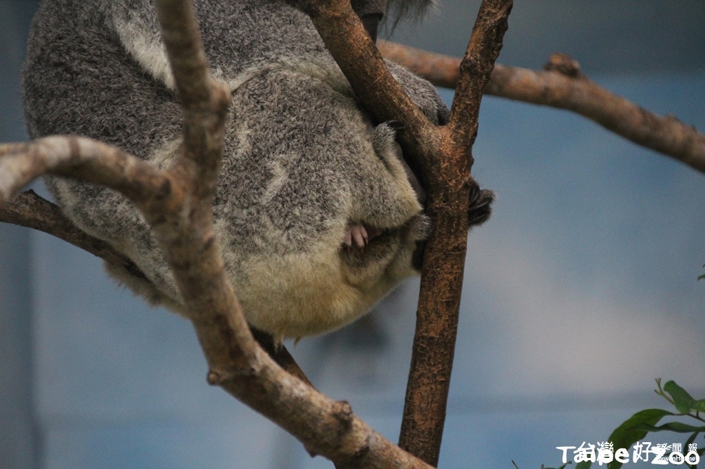 育兒袋快容不下了！2隻無尾熊寶寶探出頭、手（圖／台北市立動物園）