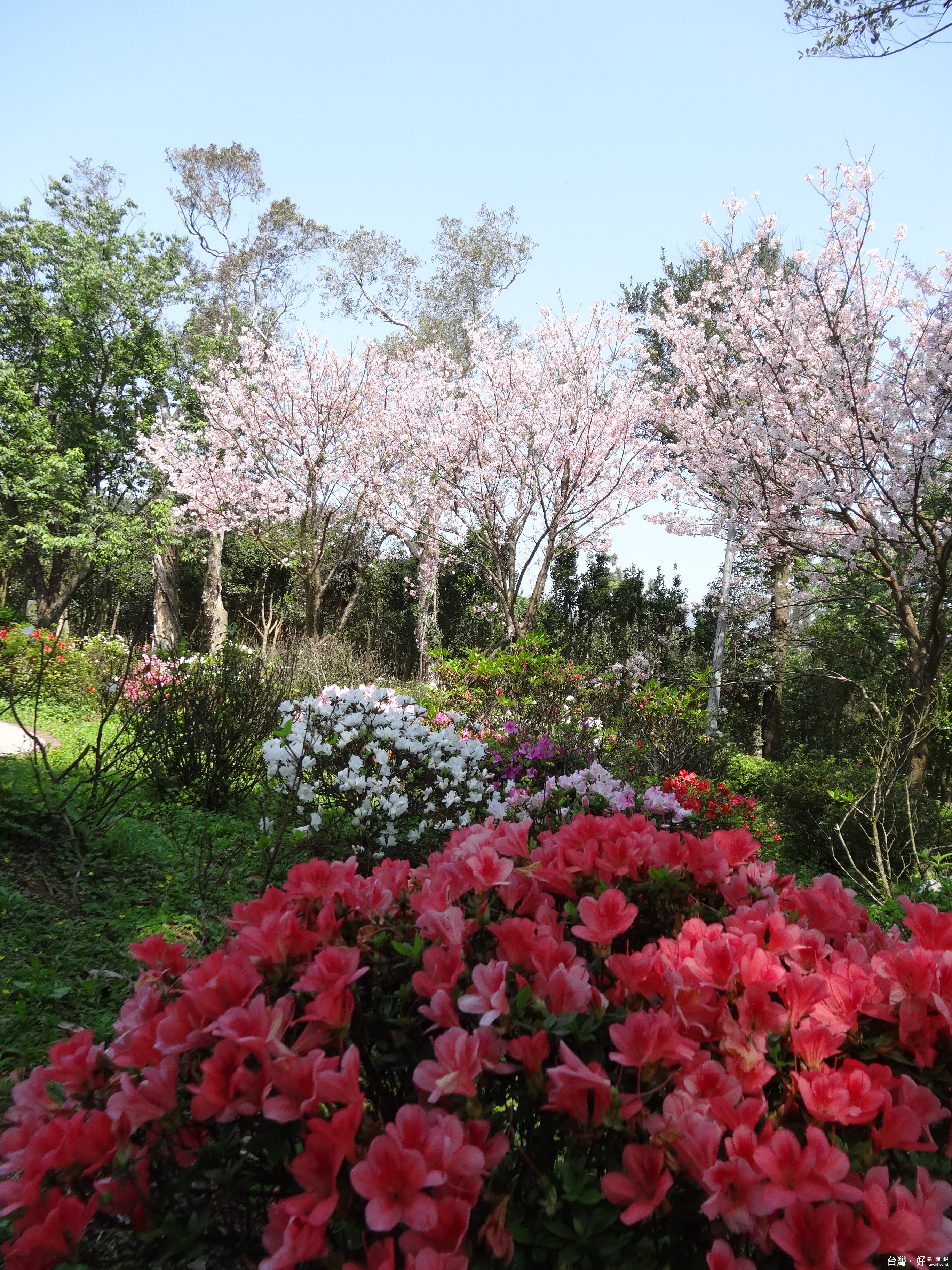 陽明山杜鵑花