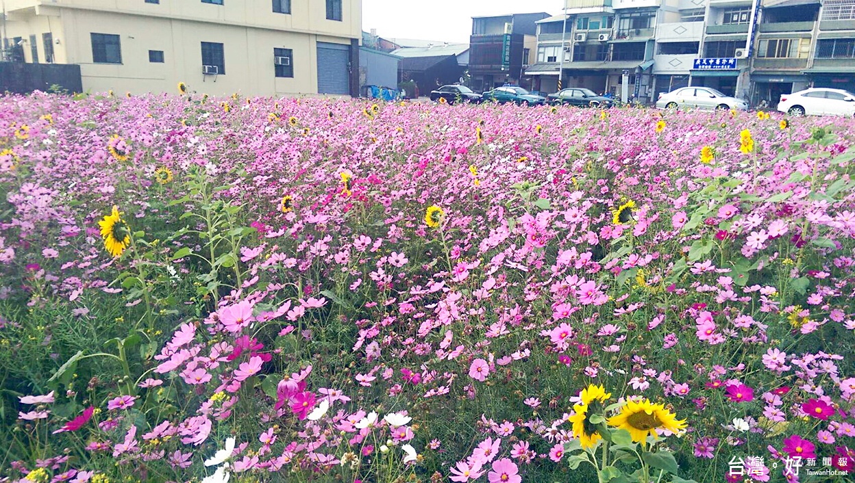 春節輕旅好去處　霧峰波斯菊、向日葵美艷綻放