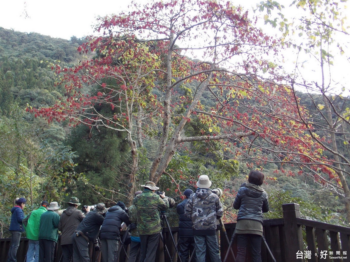 大雪山林道山桐子成熟民眾冒寒風拍照取景 風傳媒