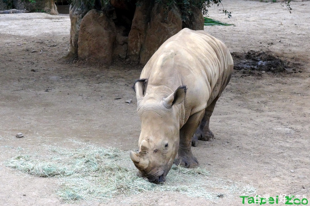 （圖／台北市立動物園提供）