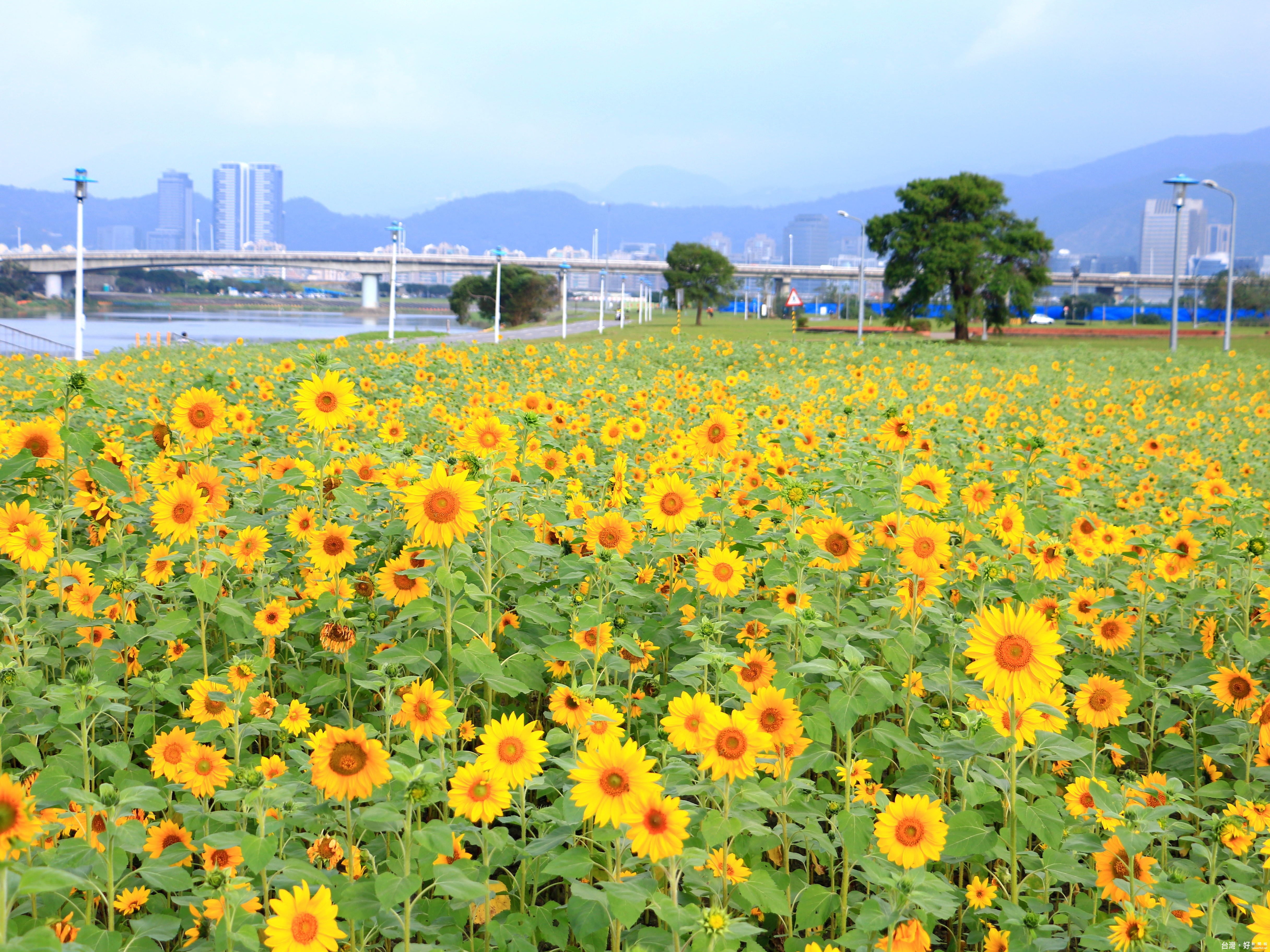 春節去哪玩？　河濱公園騎車、賞花海、看夜景