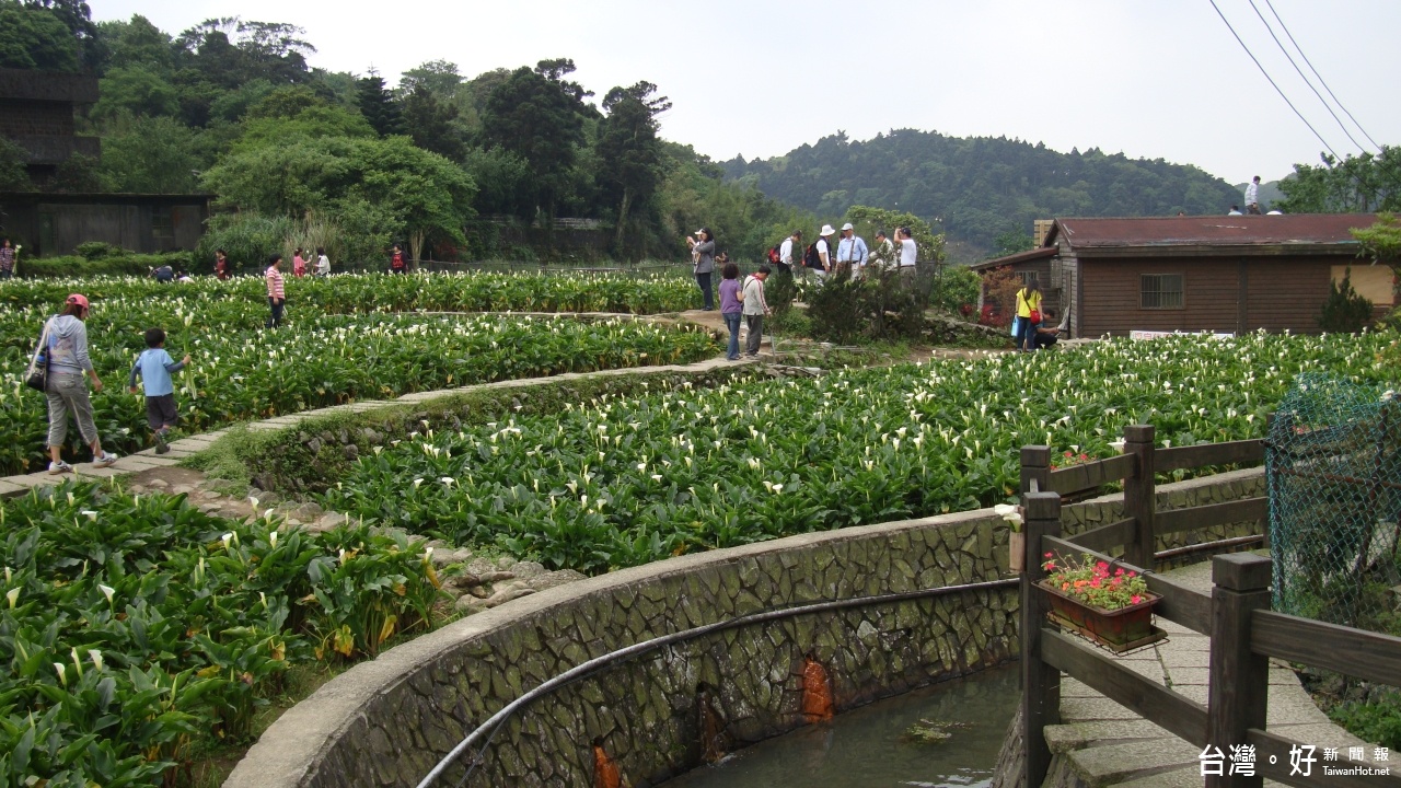 陽明山花季10日登場　賞花公車資訊看這裡