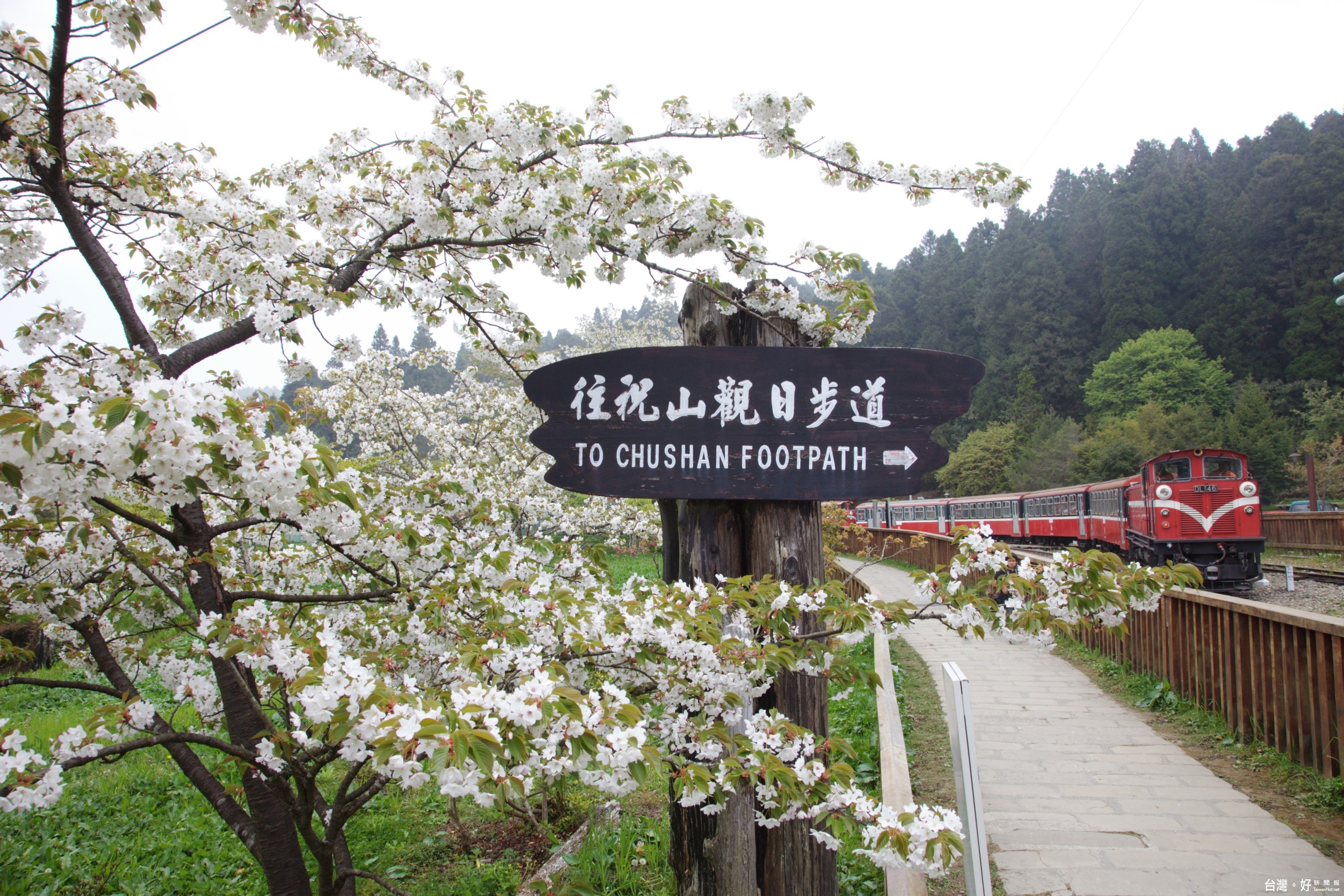 圖說：沼平公園大島櫻