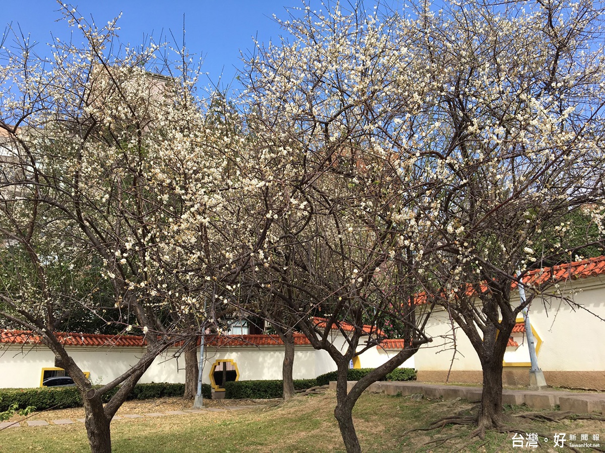 志成公園的梅花也迎著寒風靜靜地開出美麗的花朵（圖／臺北市政府工務局公園路燈工程管理處）