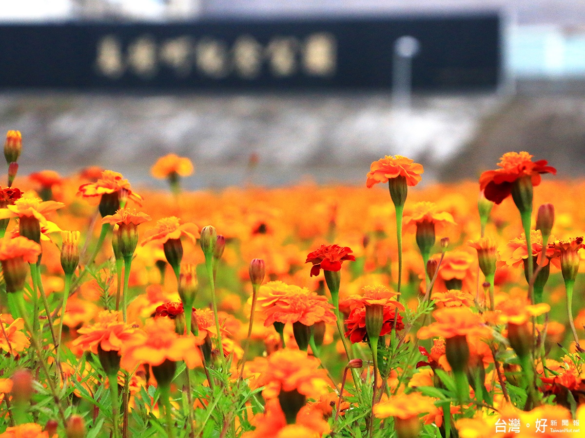 馬場町紀念公園孔雀草花海超浪漫（圖／臺北市政府工務局水利工程處）