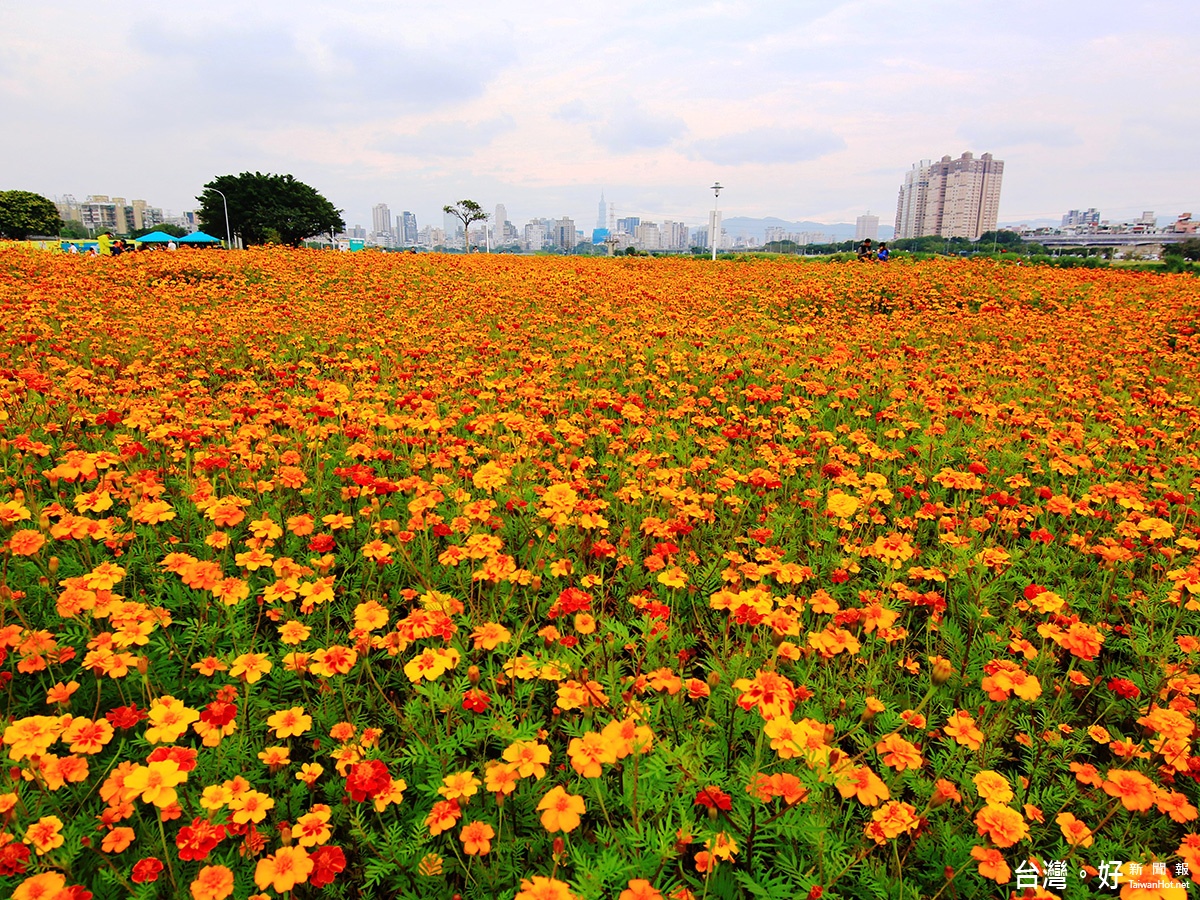 馬場町紀念公園孔雀草花海超浪漫（圖／臺北市政府工務局水利工程處）