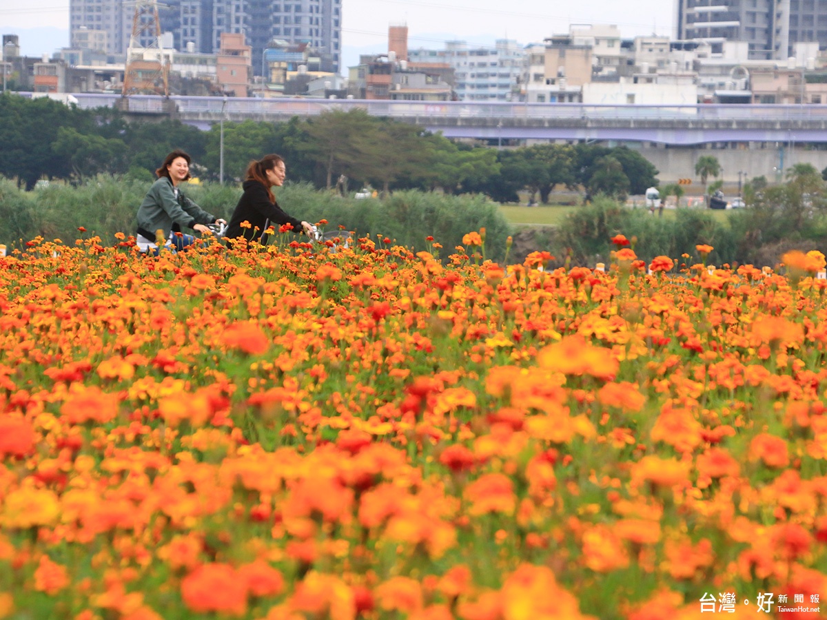 馬場町紀念公園孔雀草花海超浪漫（圖／臺北市政府工務局水利工程處）