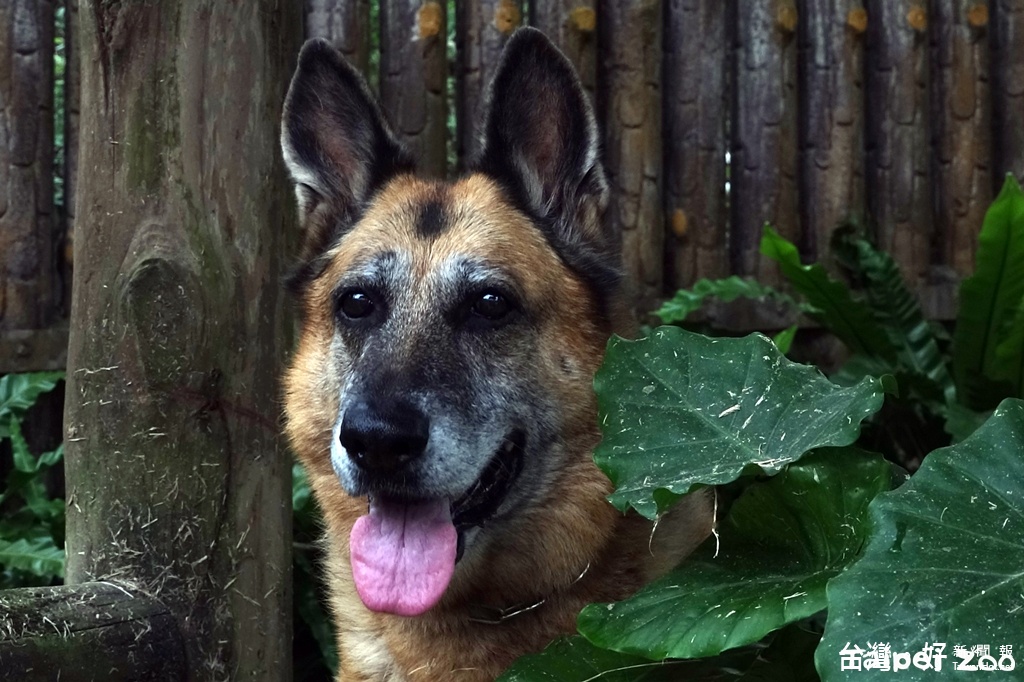 北美灰狼逛大街？　原來是動物園狼犬放風