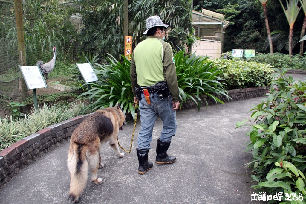 北美灰狼逛大街？　原來是動物園狼犬放風