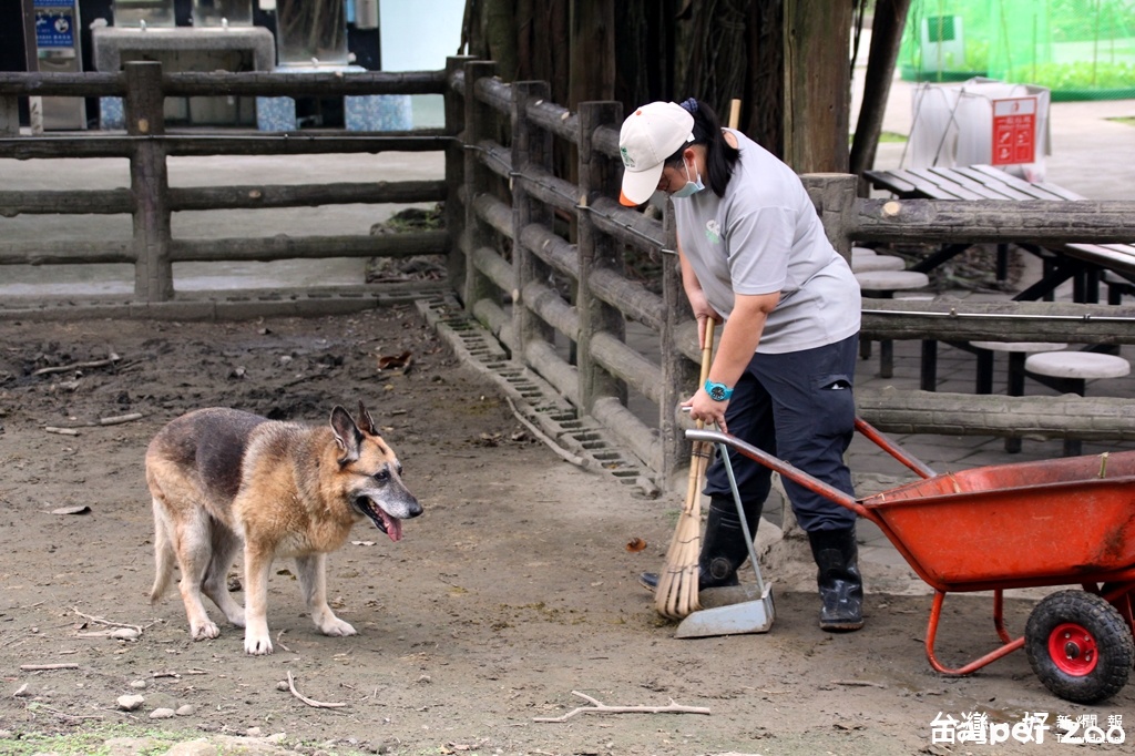 北美灰狼逛大街？　原來是動物園狼犬放風