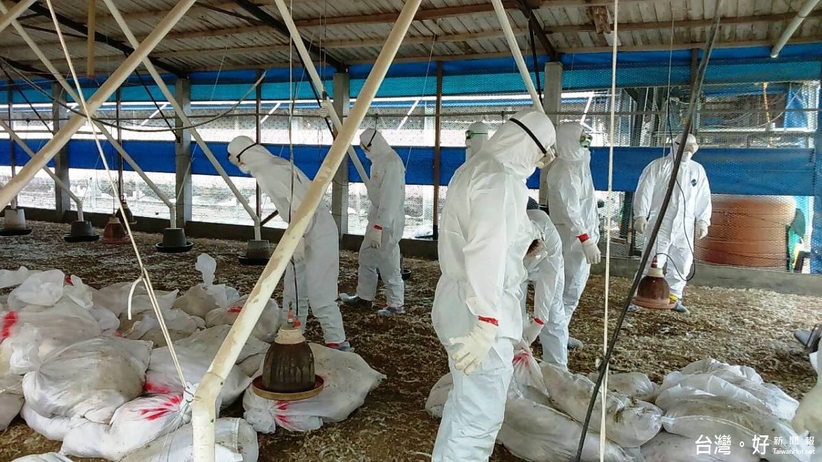 彰化大城肉鴨場染H5N2　撲殺888隻鴨