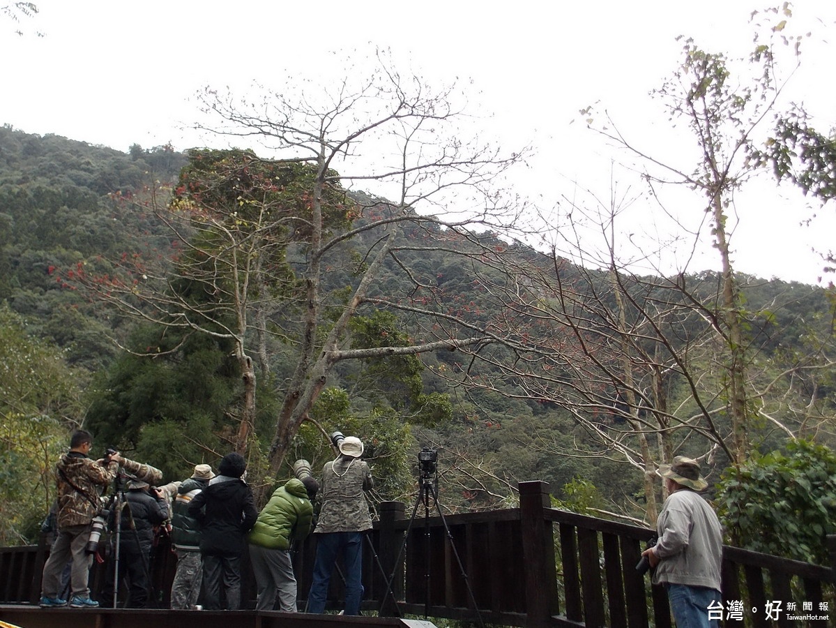 防禽流感　賞鳥應與野鳥保持安全距離