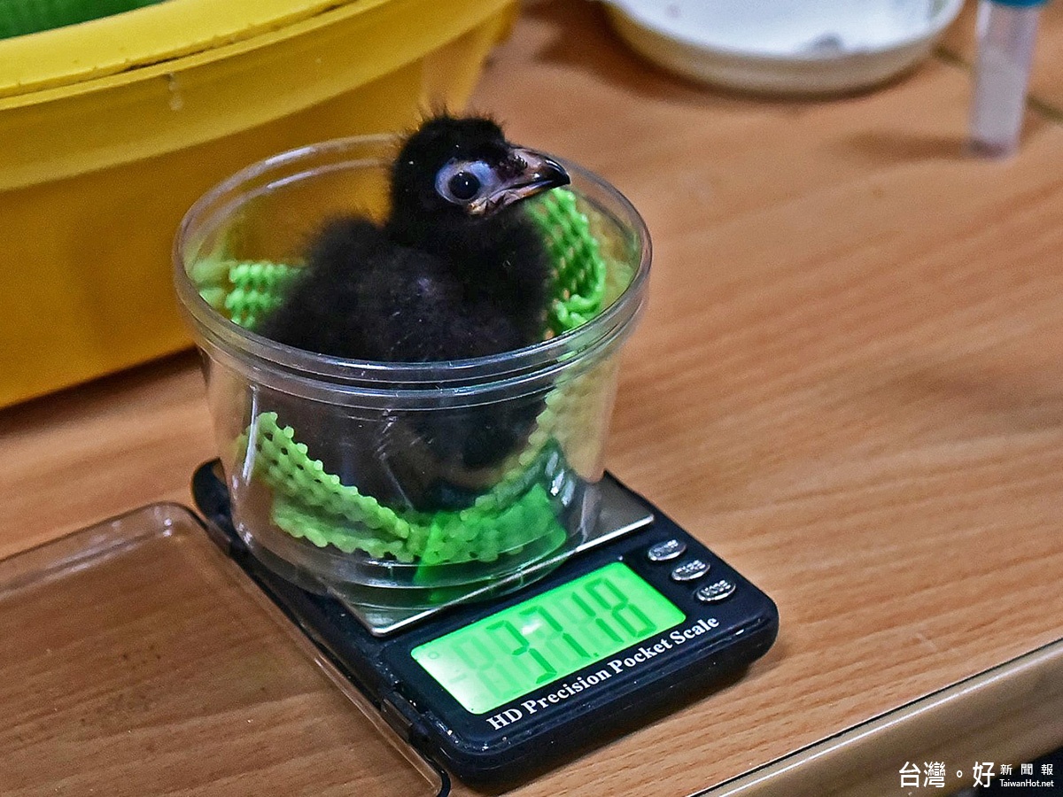綠絲冠僧帽雛鳥好萌　台北動物園首度人工孵化、育雛