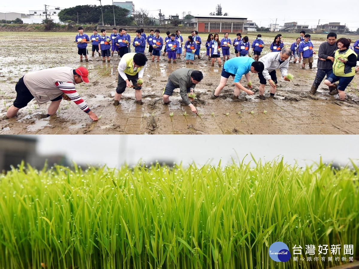 桃園市農業博覽會彩繪稻田插秧，視覺彩繪稻田景觀，市長偕同議員現場插