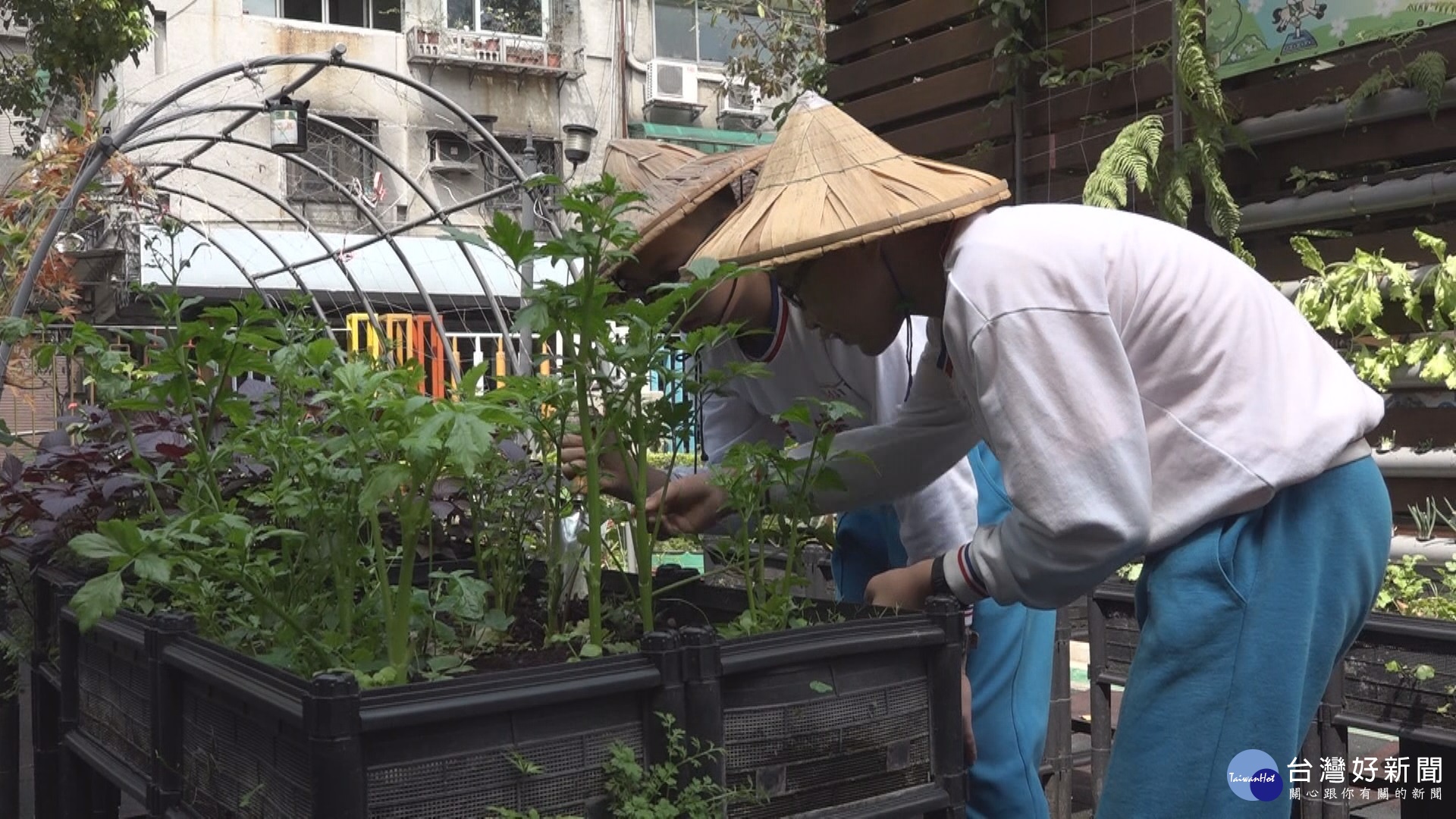 回收廚餘變有機肥　環保局送肥料供民眾免費種菜