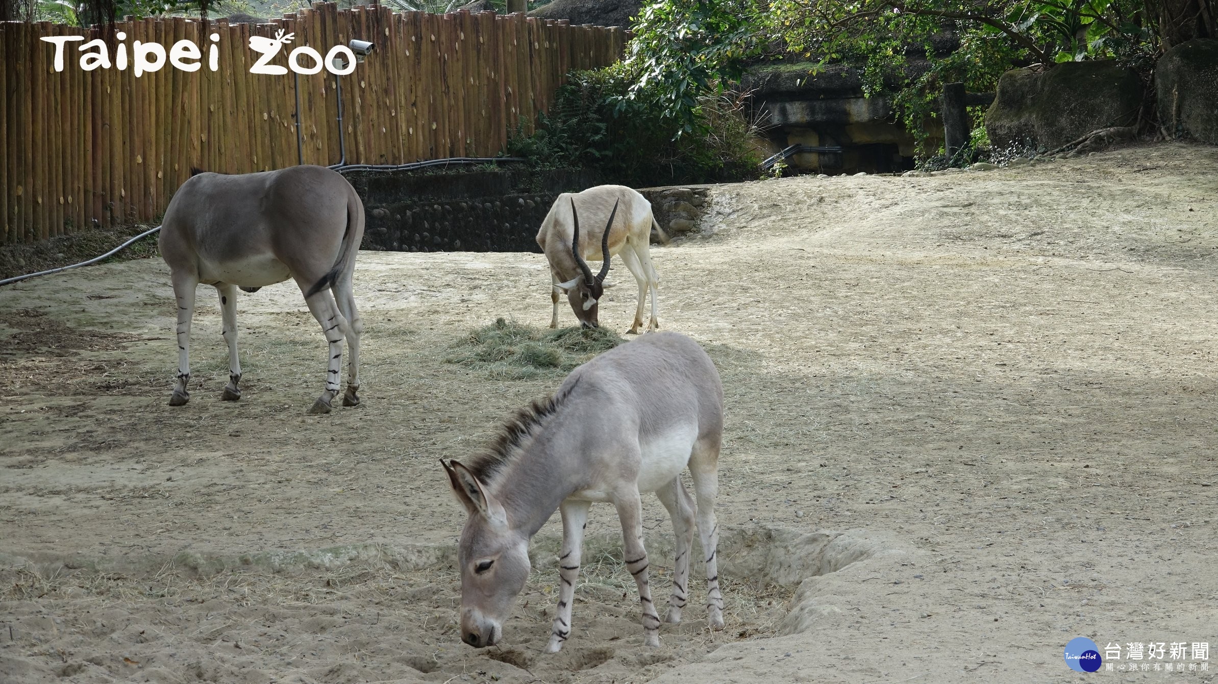 慶祝4/4兒童節，木柵動物園小學生免費入場