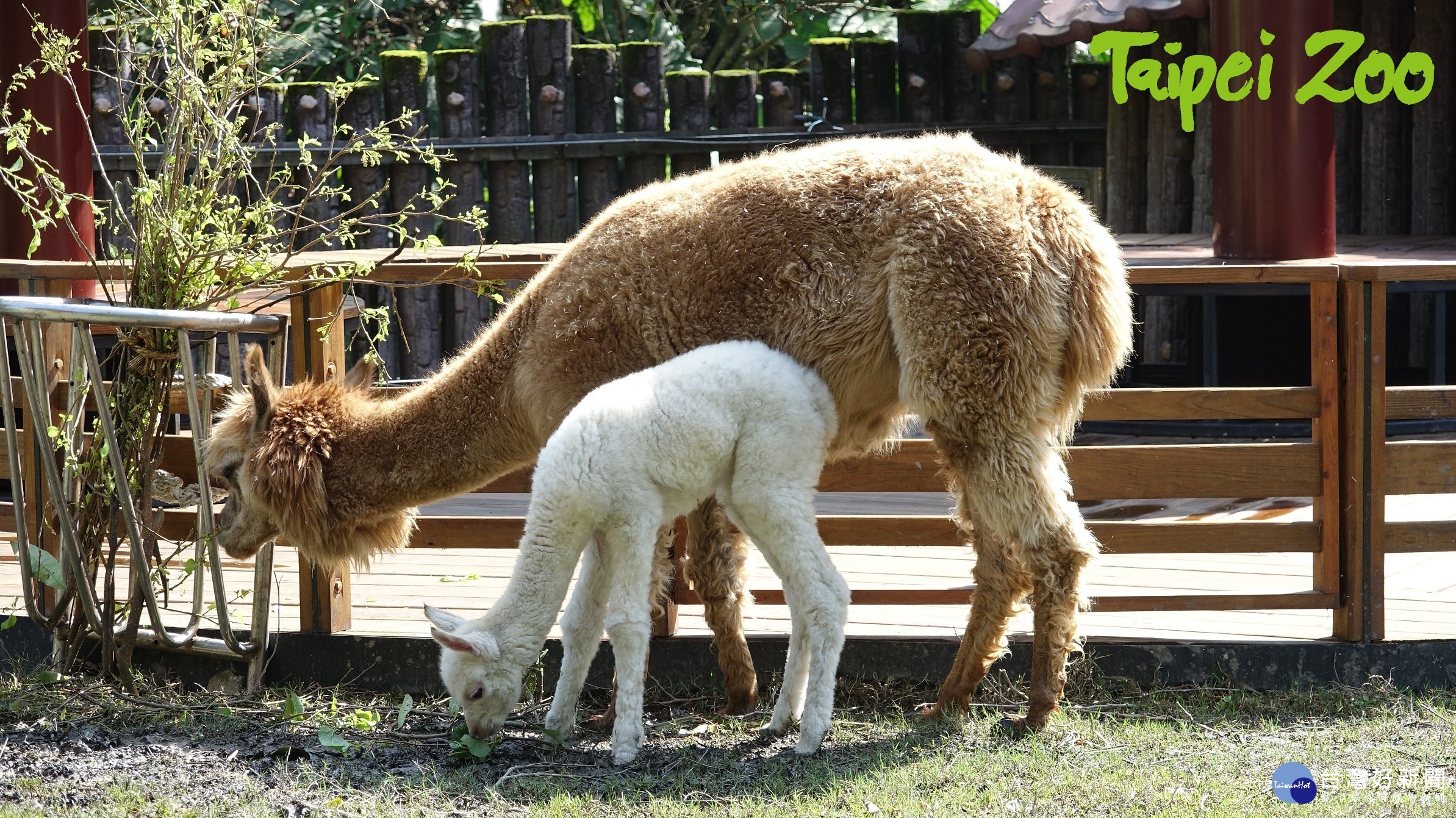 （圖／台北市立動物園提供）