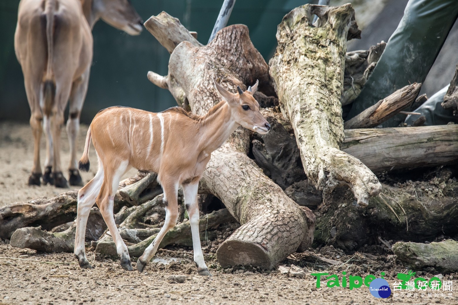 （圖／台北市立動物園提供）