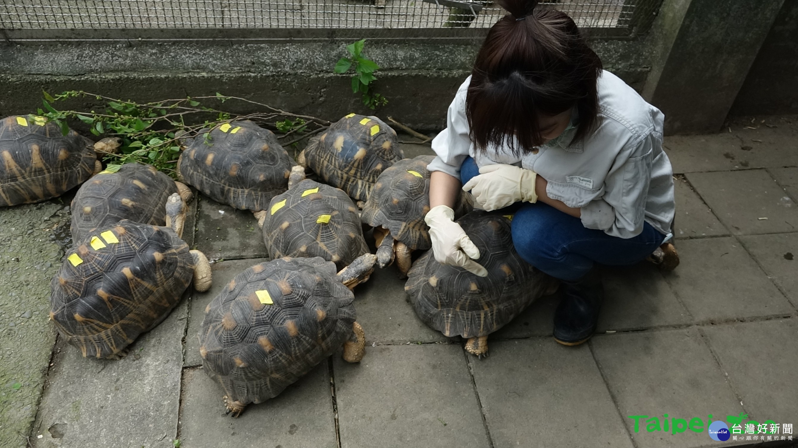 （圖／台北市立動物園提供）