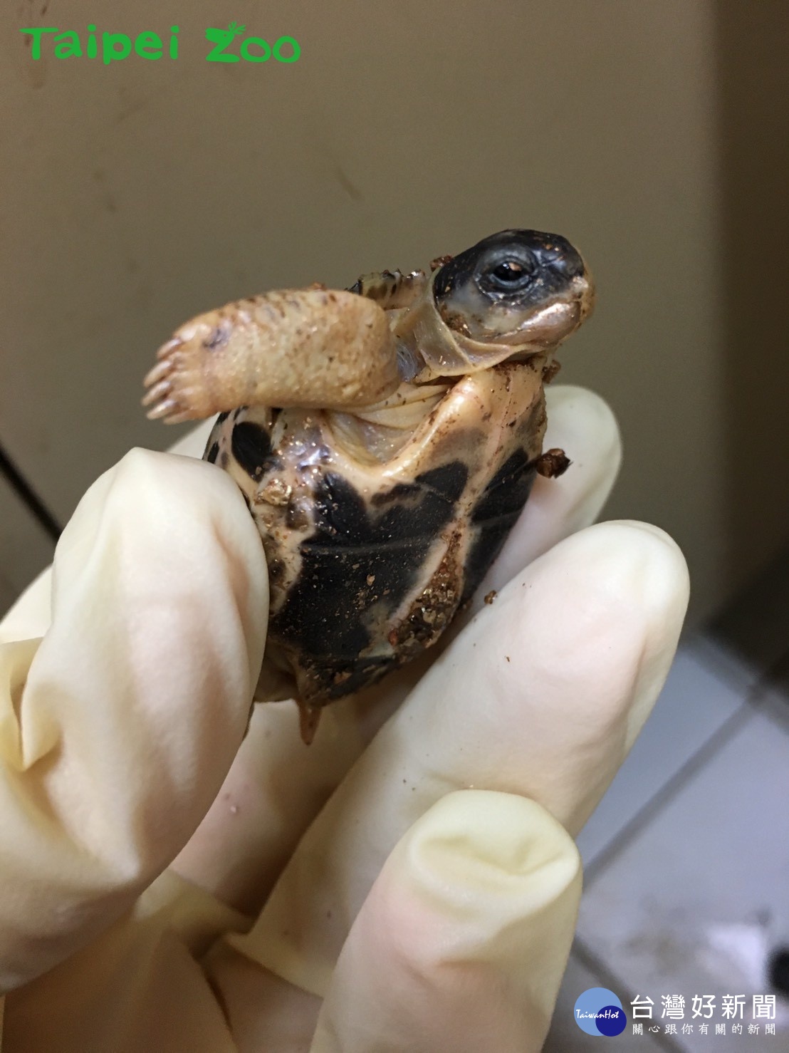 （圖／台北市立動物園提供）