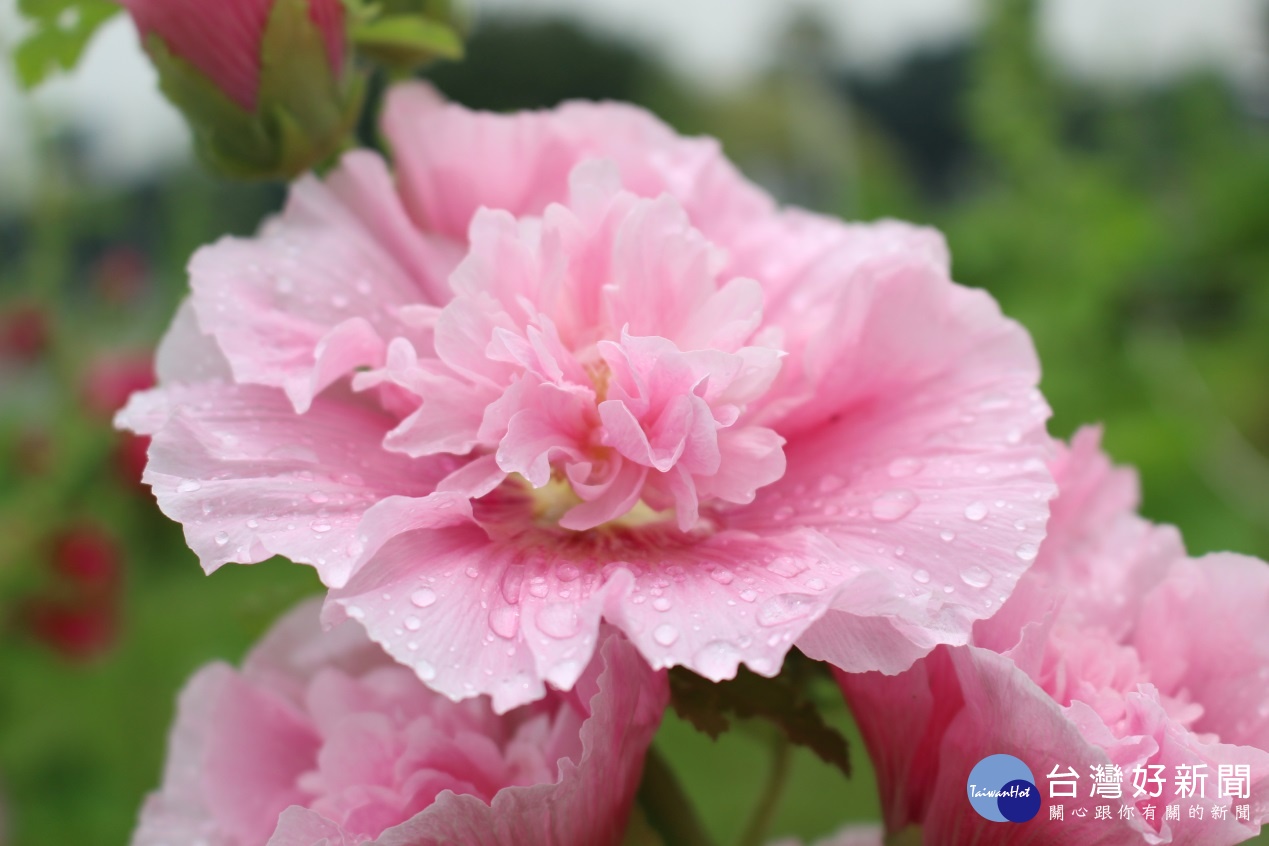 花博公園蜀葵盛開　霸氣展現宮廷風