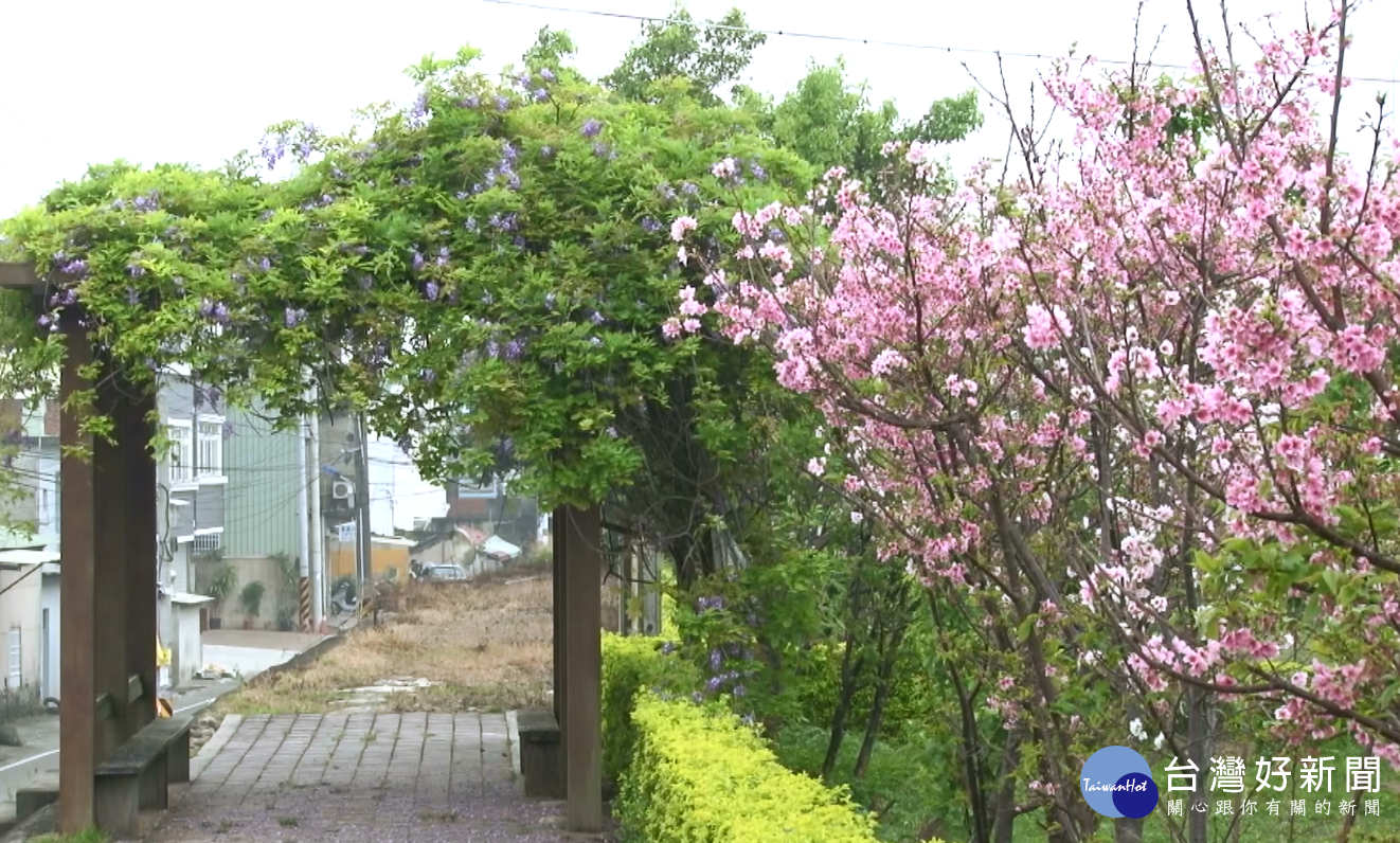 富士櫻盛開　千甲河畔花期與日本同步