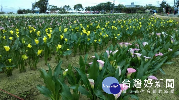 桃園彩色海芋季園滿結束，遊客仍可至會場賞花。