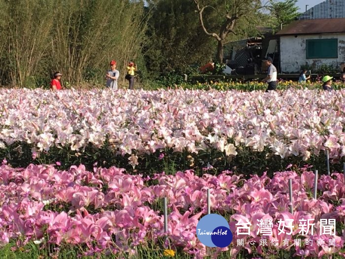 桃園彩色海芋季園滿結束，遊客仍可至會場賞花。